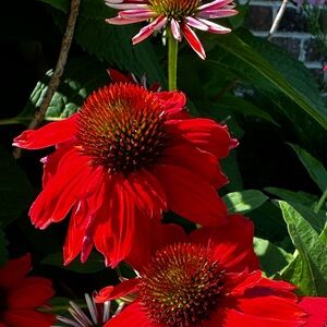 Meet your Posher, Monica